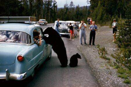 2022/01/yellowstone-old-768w.jpg