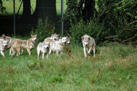 2022/01/Wolf_Pack-768w.jpg