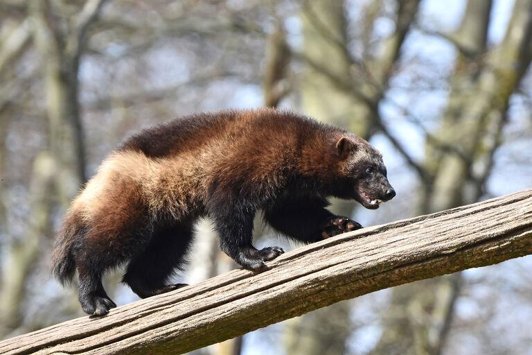 Carnivore Care