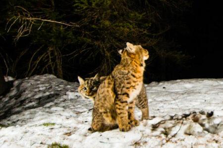2022/01/bobcat1-768w.jpg