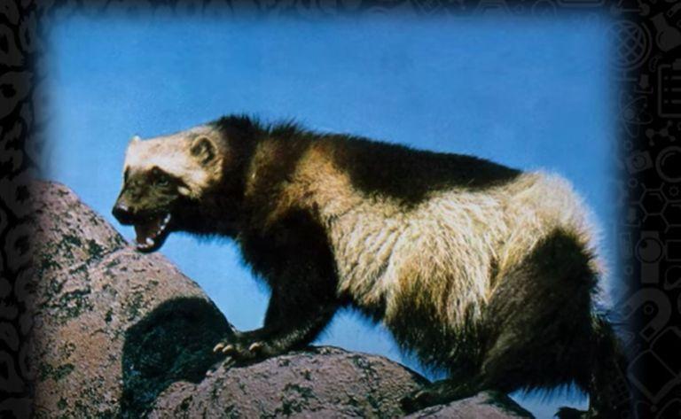 Weasel-ly recognized