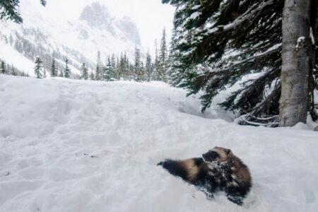 2022/01/Wolverineinsnow-768w.jpg