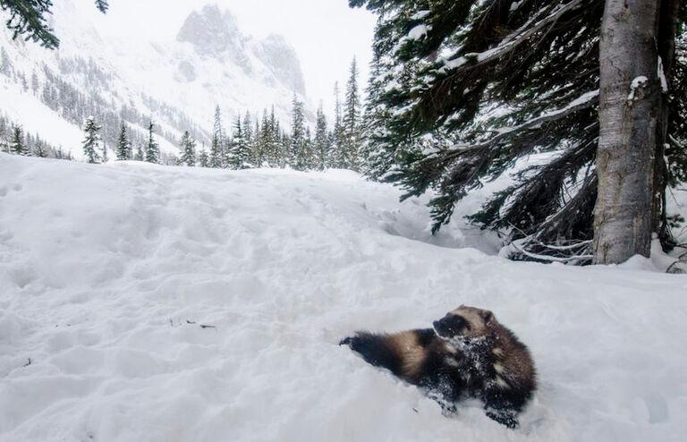 Hunted To Extinction