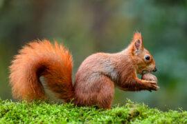 Our warming climate is changing how animals hibernate
