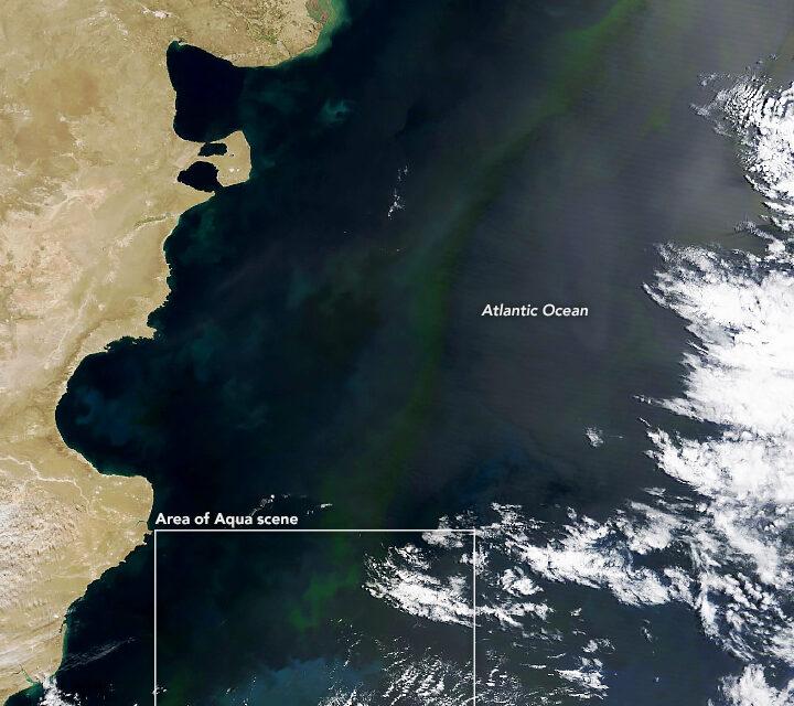 Widespread phytoplankton blooms in the Atlantic Ocean