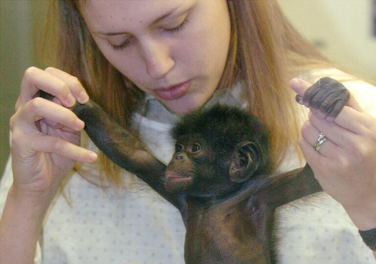 At the Mefou Primate Sanctuary