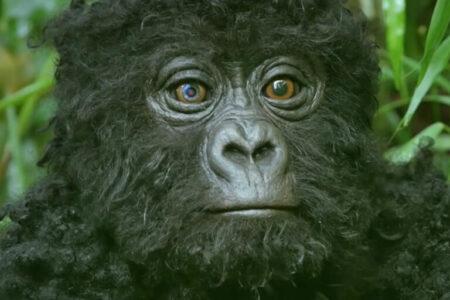 2022/01/gorilla-staff-hands2b-768w.jpg