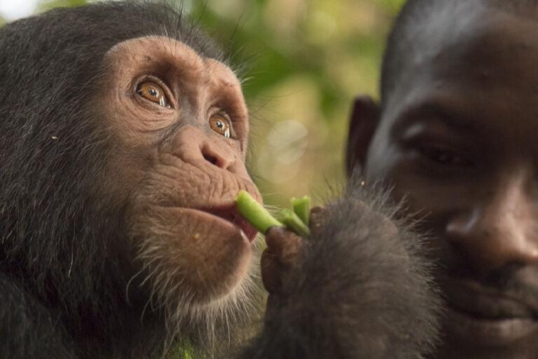 Apes Are Like Us
