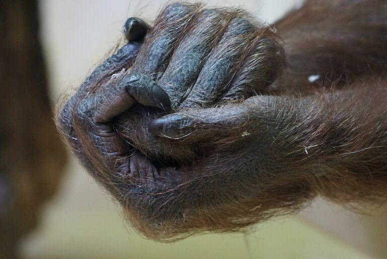 Gorilla Refuses To Let Others Near, Then Staff Looked At His Hands
