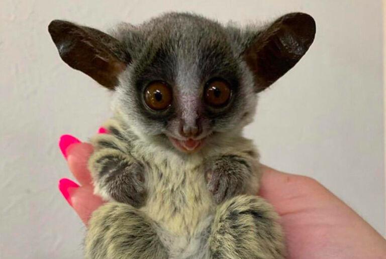 Bush Baby Buddies