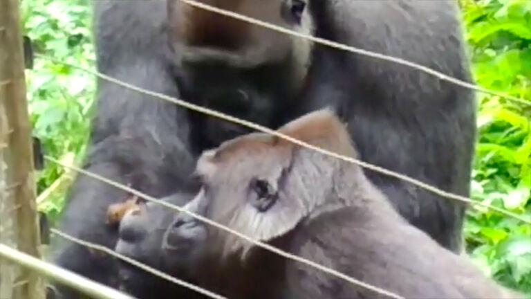 Curiosity Didn't Kill the Galagos