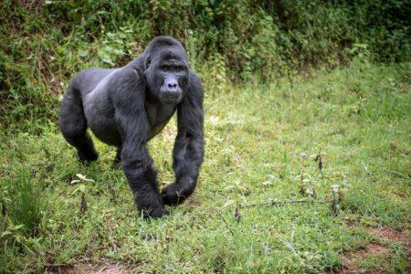 2022/01/silverback-768w.jpg