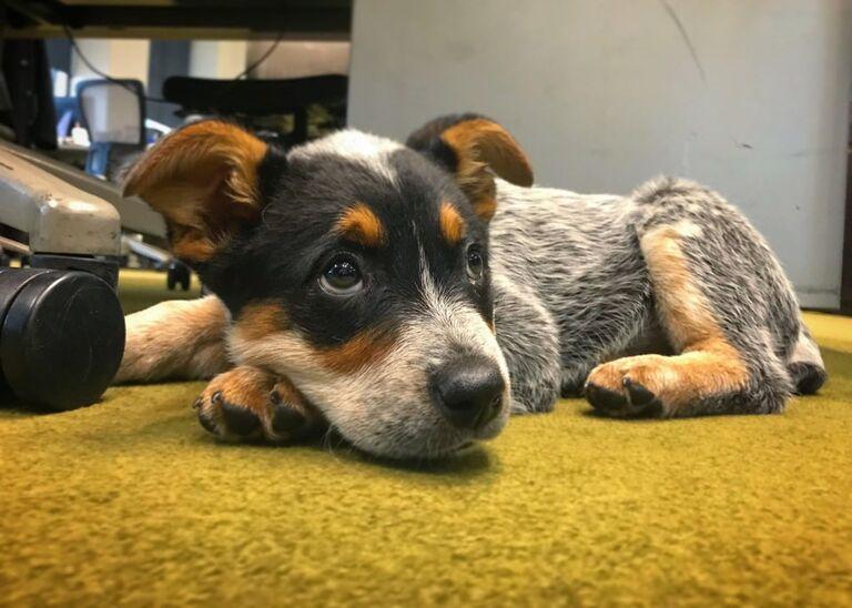 Office Dog