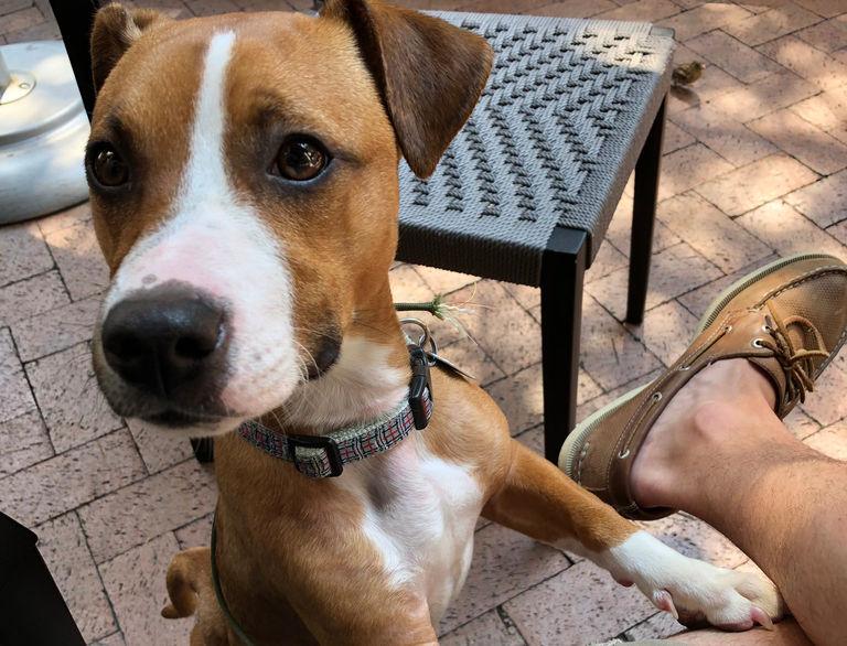 Man Who Picks Up A Lost Dog Spots One Detail That Shocks Him