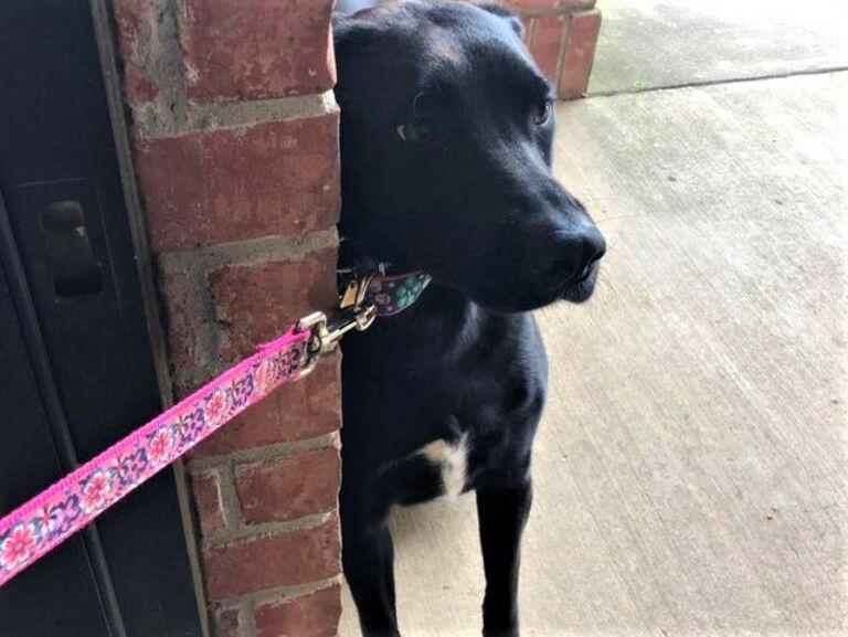 Fear of the vet