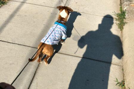 2022/01/leash_08272019_28364-768w.jpg