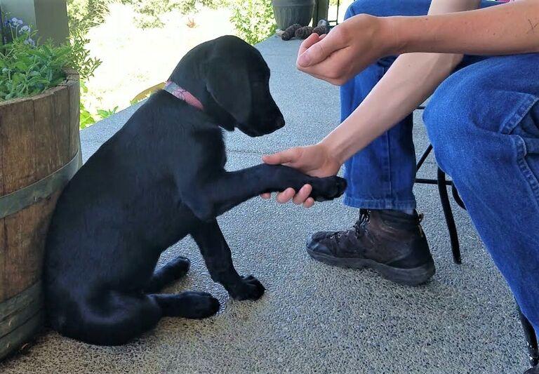Trained canine