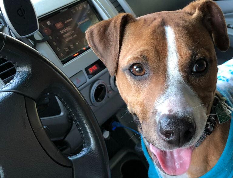 Dog In Need