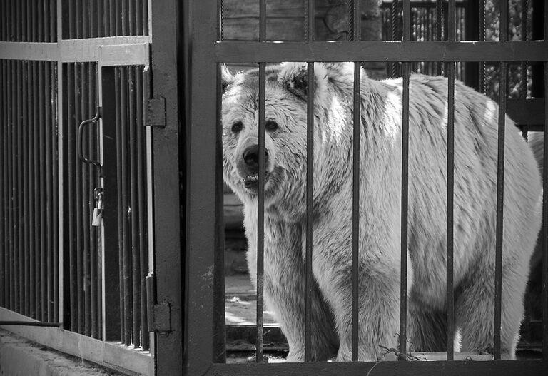 Confined To A Cage