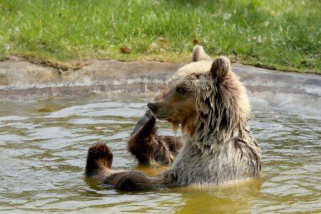 2022/02/bear-in-the-water-768w.jpg