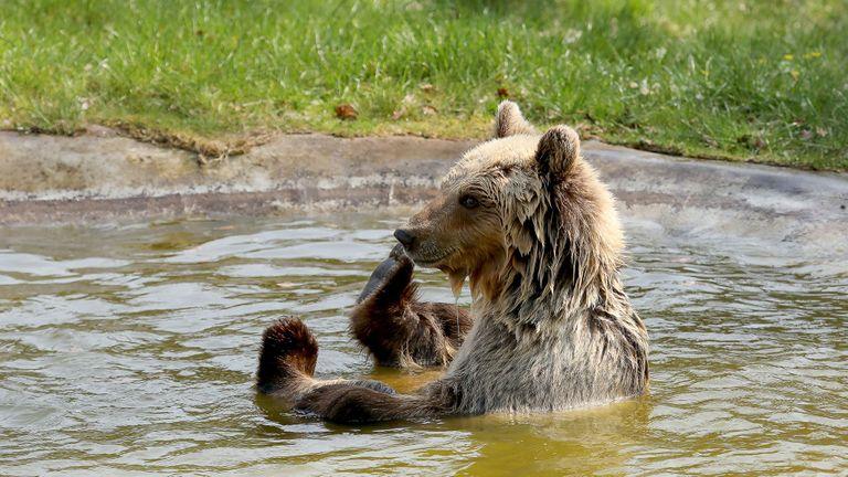 Orphaned As A Cub