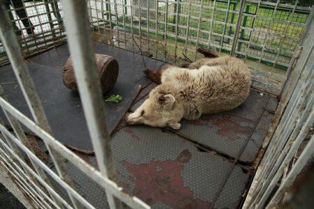 Investigation Captive Bears in Albania 2016