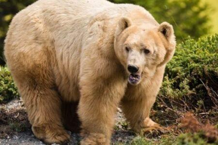 2022/02/fin-napa-bear.jpg