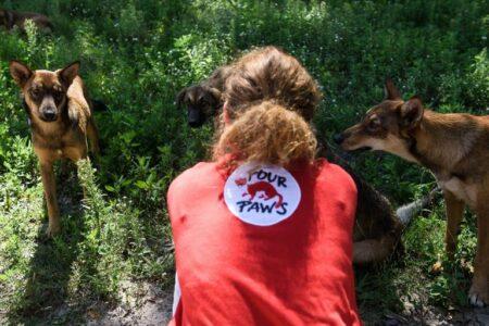 2022/02/four-paws-768w.jpg
