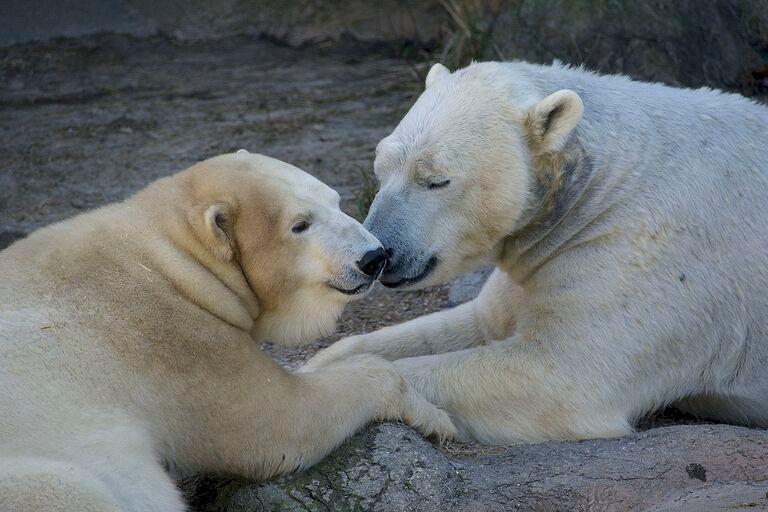 Learn About Animal Welfare