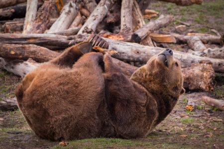 Up,Close,Shot,Of,Grizzly,Bear,Rolling,On,Its,Back,