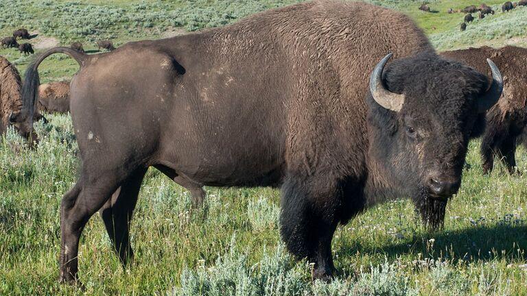 Home of the ungulates