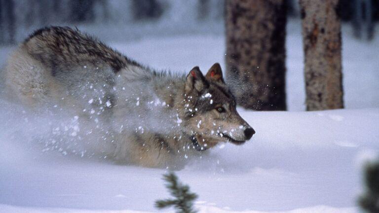 Wolfpacks back