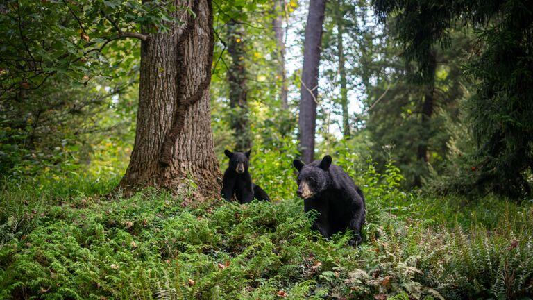 Two bears