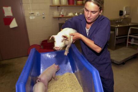 Animal Cloning Heading to Market