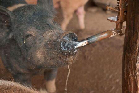 Keenbell Farm Pig