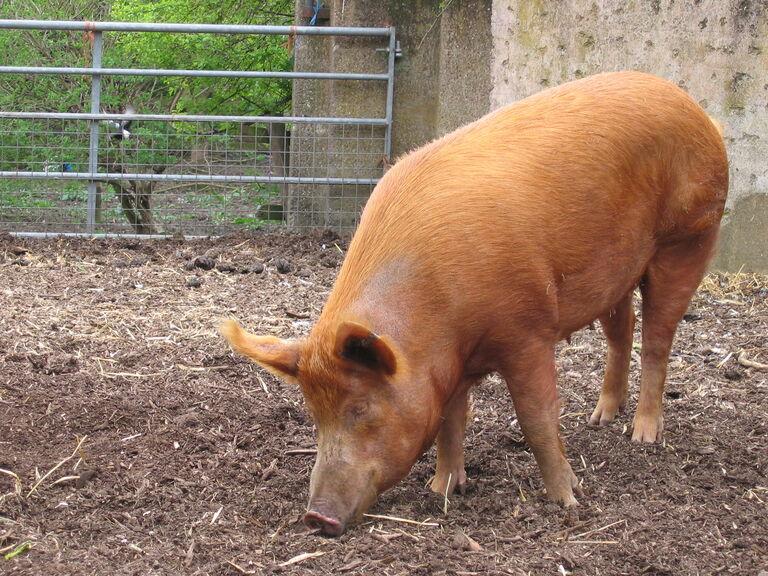 Great Respect for Swine