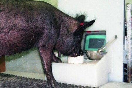 2022/02/pig2_03102021_25595-768w.jpg