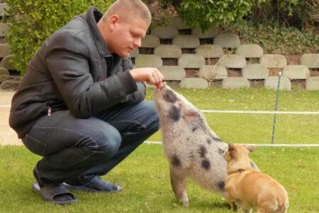 2022/02/pigs-human-skill1b-768w.jpg