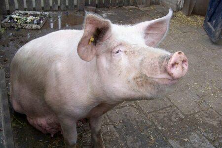 2022/02/snout_03102021_56138-768w.jpg