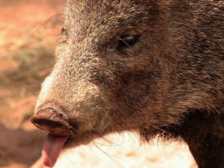 Eradicating The Pigs