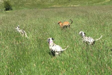 2022/02/29-Facebook-CCDalmatians.jpg
