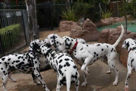 2022/02/28-Facebook-CCDalmatians.jpg