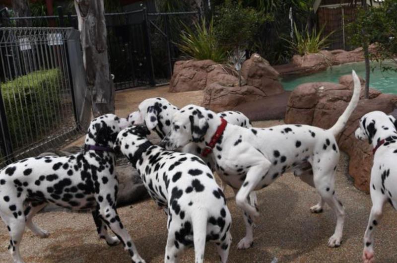 Doggo Reunion
