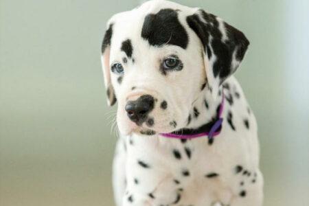 2022/02/26-Facebook-CCDalmatians.jpg
