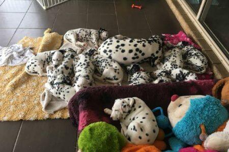 2022/02/25-Facebook-CCDalmatians.jpg