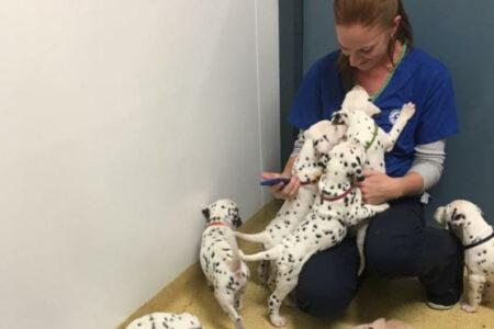 2022/02/24-Facebook-CCDalmatians.jpg