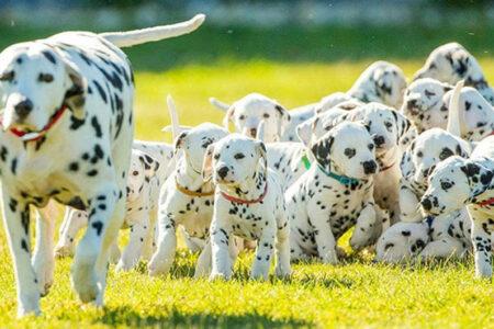 2022/02/23-Facebook-CCDalmatians.jpg