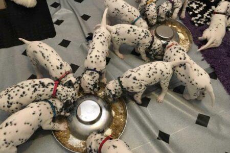 2022/02/22-Facebook-CCDalmatians.jpg