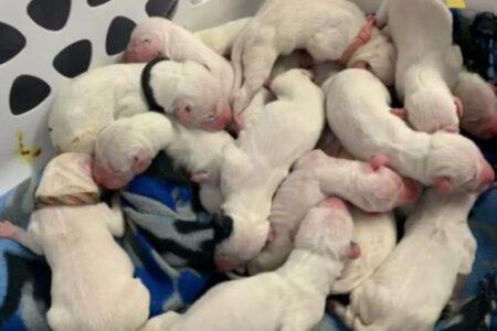 2022/02/19-Facebook-CCDalmatians.jpg