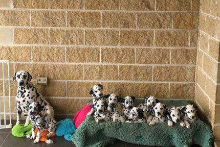 2022/02/18-Facebook-CCDalmatians.jpg